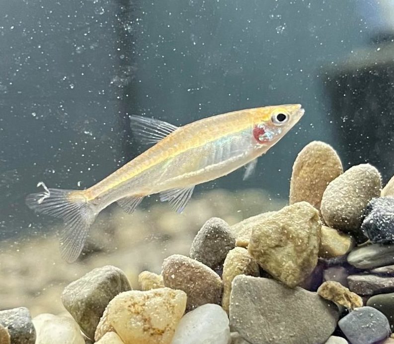 Golden Pencilfish - Planted Aquaria
