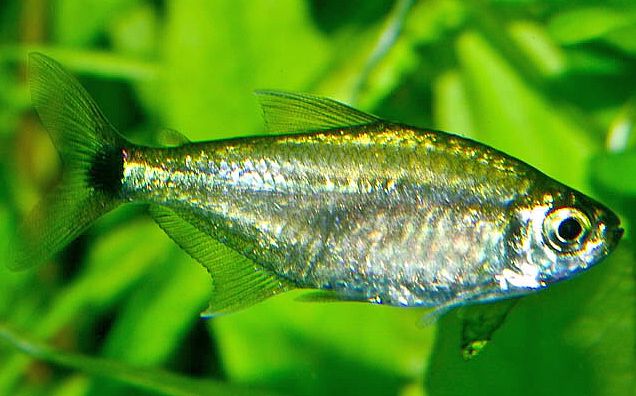 Golden Tetra - Planted Aquaria