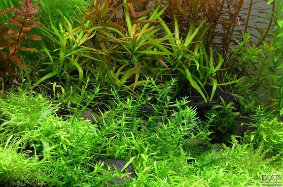 Gratiola viscidula - Tropica TC - Planted Aquaria