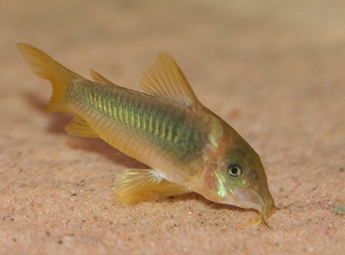 Green Gold Corydora - Planted Aquaria