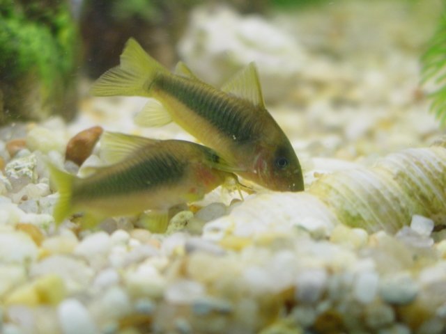 Green Gold Corydora - Planted Aquaria