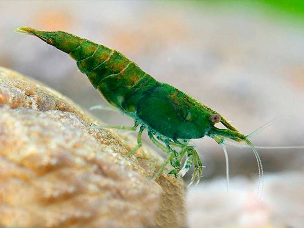 Green Jade Cherry Shrimp - Planted Aquaria