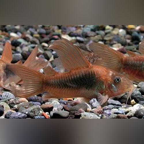 Green Longfin Corydora - Planted Aquaria