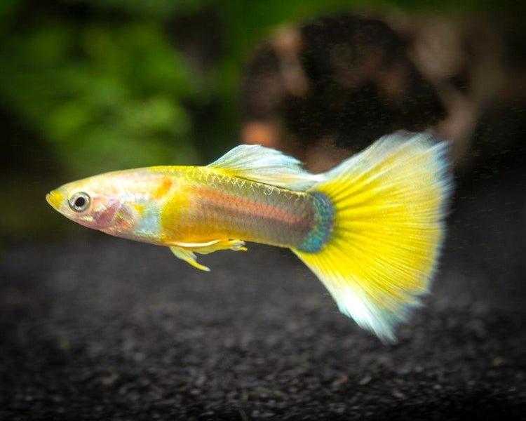 Guppy - 24k Tuxedo Gold Males - Planted Aquaria