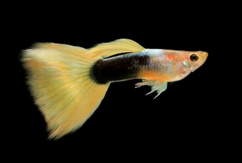 Guppy - 24k Tuxedo Gold Males - Planted Aquaria