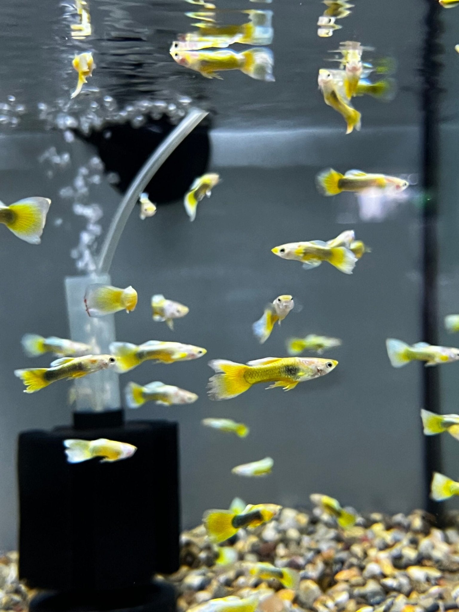 Guppy - 24k Tuxedo Gold Males - Planted Aquaria