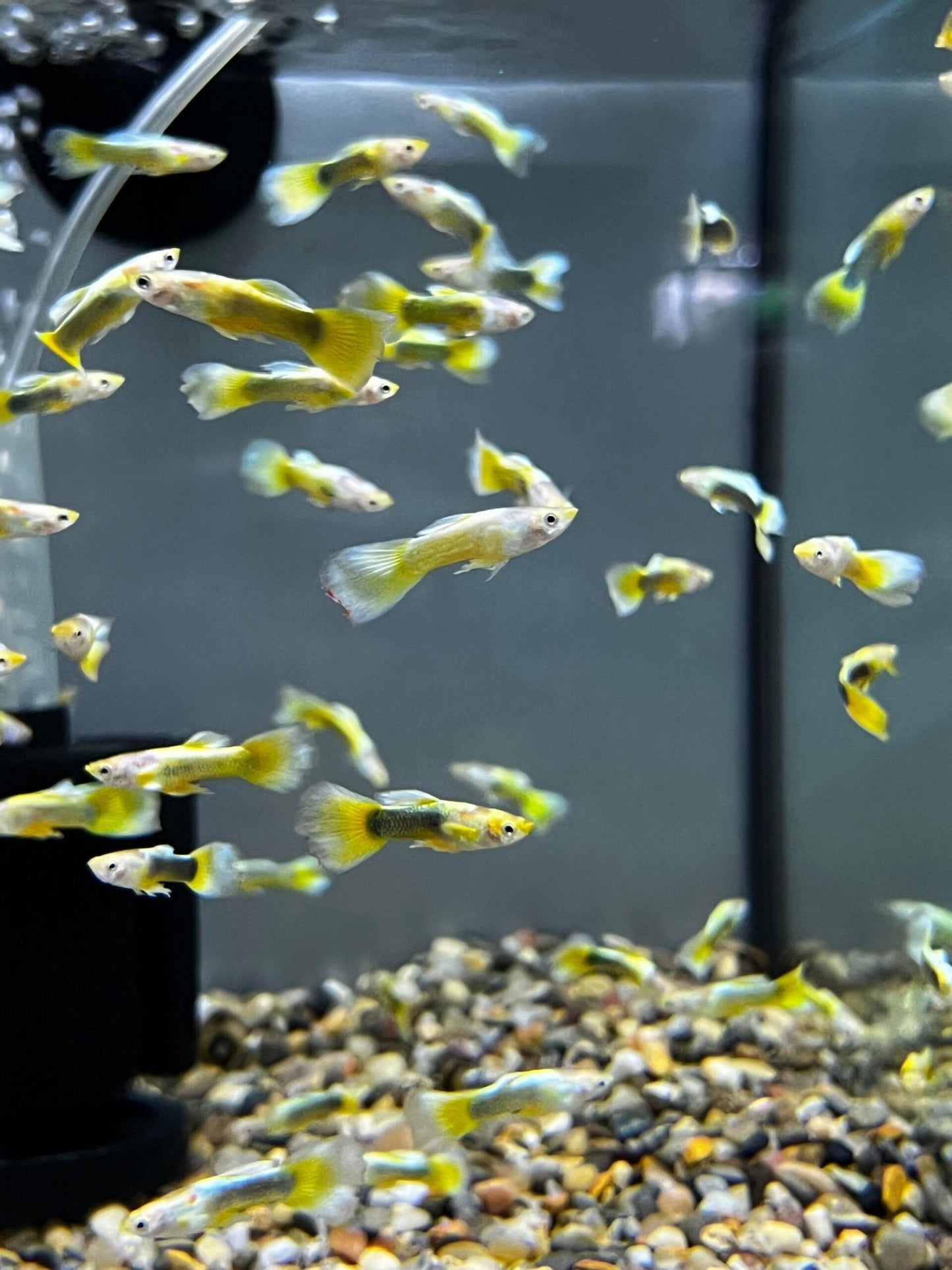 Guppy - 24k Tuxedo Gold Males - Planted Aquaria