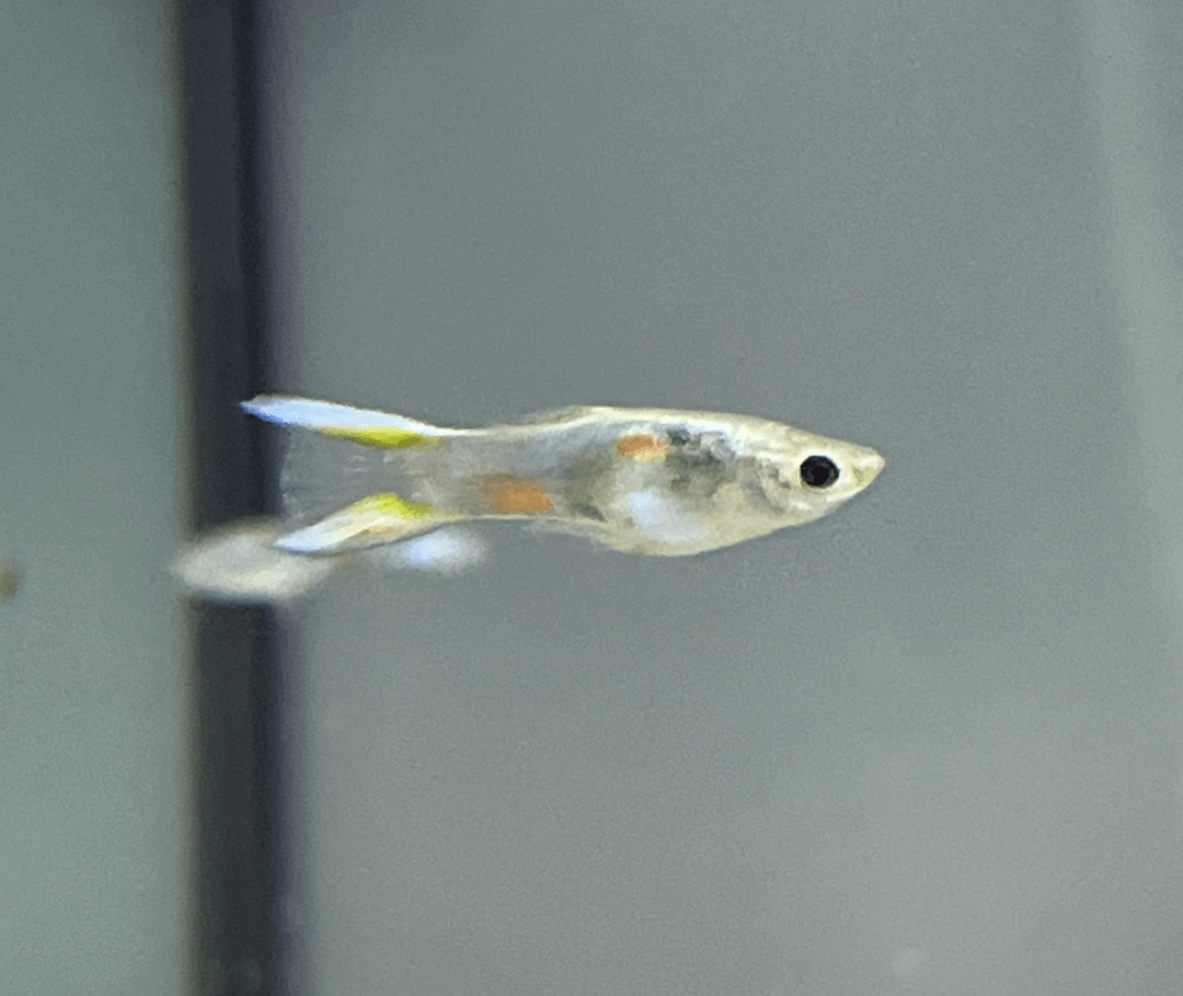 Guppy - Blue Lyretail Male - Planted Aquaria