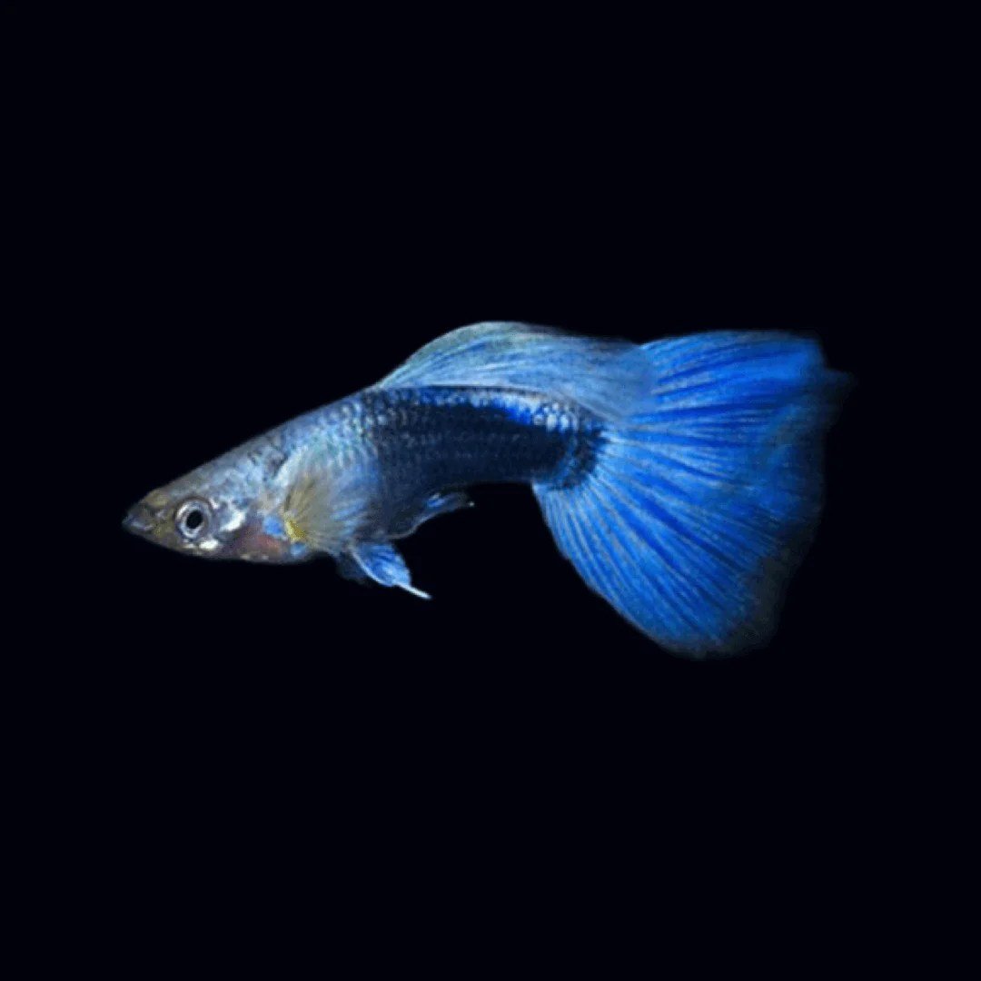 Guppy - Blue Neon Male/Female Mix - Planted Aquaria