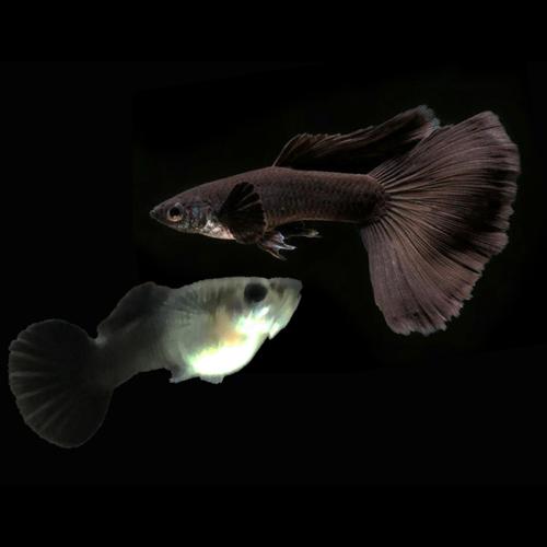Guppy - Charcoal Black Pairs - Planted Aquaria
