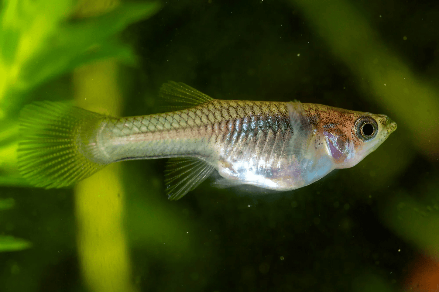 Guppy - Endler Female Assorted - Planted Aquaria