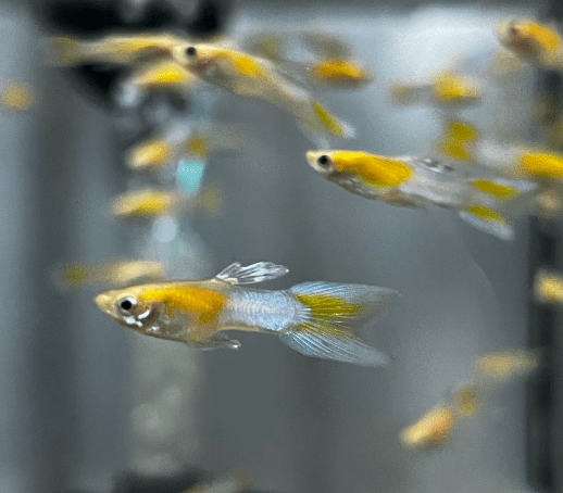 Guppy - Fire Ice Endler Males - Planted Aquaria