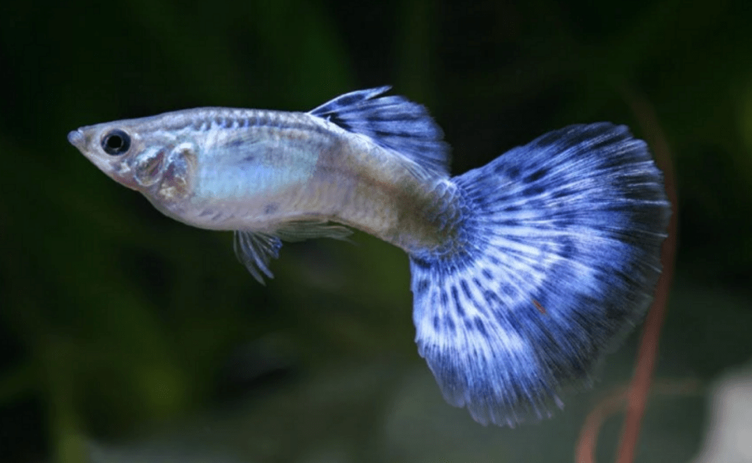 Guppy - Male Diamond - Planted Aquaria
