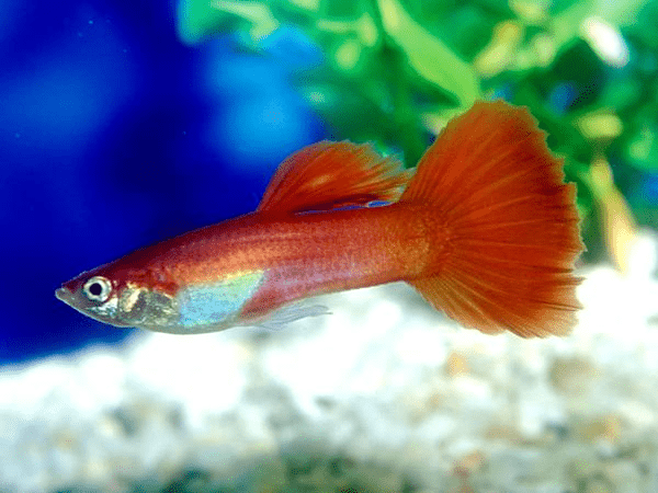 Guppy - Red Gold Tuxedo Males - Planted Aquaria