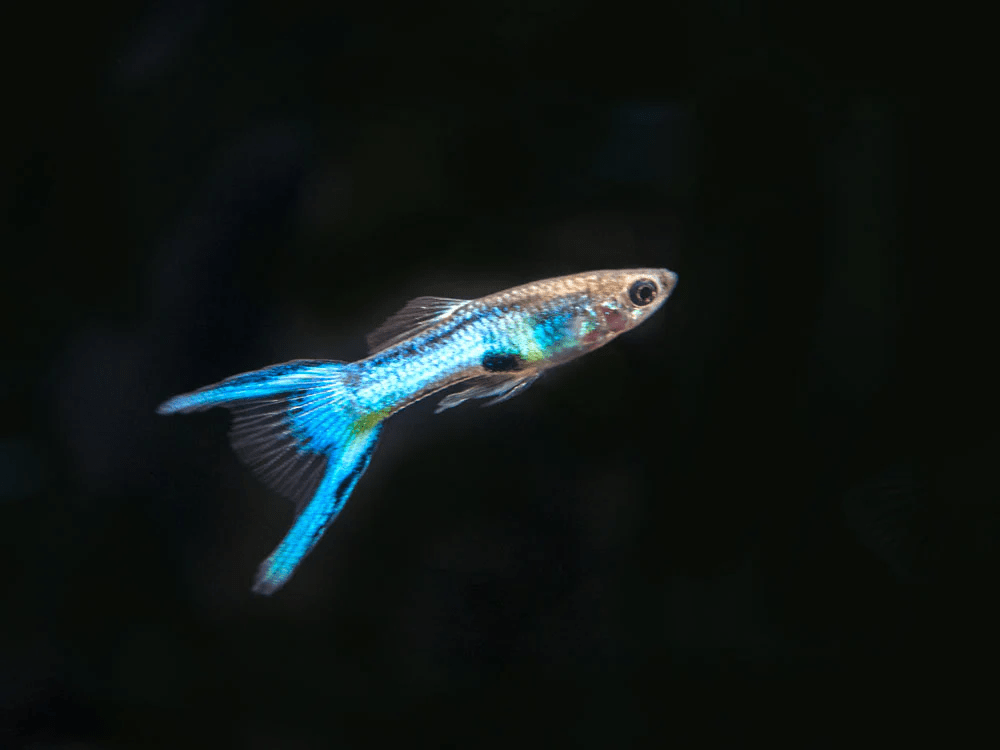 Guppy - Royal Blue Endler Male - Planted Aquaria