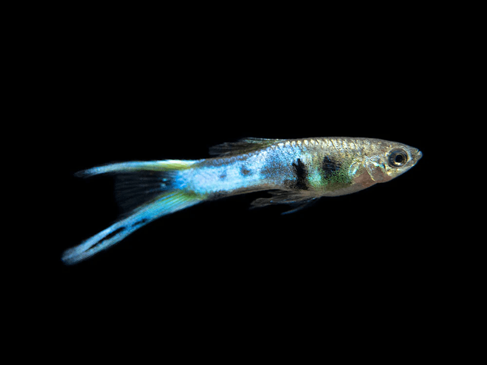 Guppy - Royal Blue Endler Male - Planted Aquaria