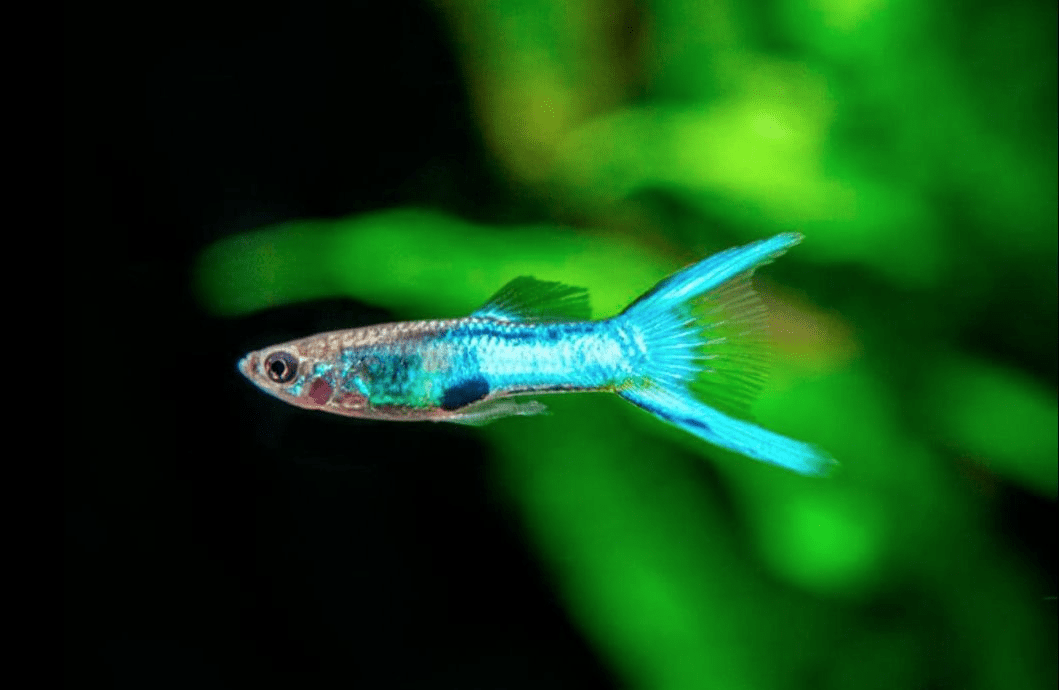 Guppy - Royal Blue Endler Male - Planted Aquaria