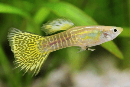 Guppy - Snakeskin Golden Male - Planted Aquaria