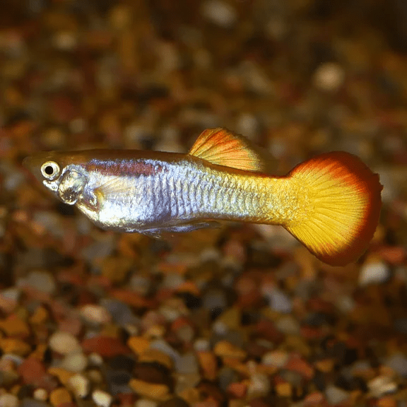 Guppy - Tequila Sunrise Males - Planted Aquaria