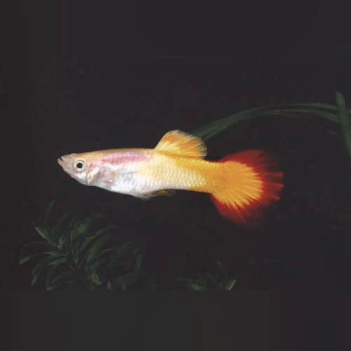 Guppy - Tequila Sunrise Males - Planted Aquaria