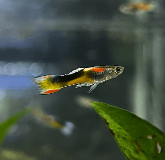 Guppy - Tri - Color Endler Male - Planted Aquaria