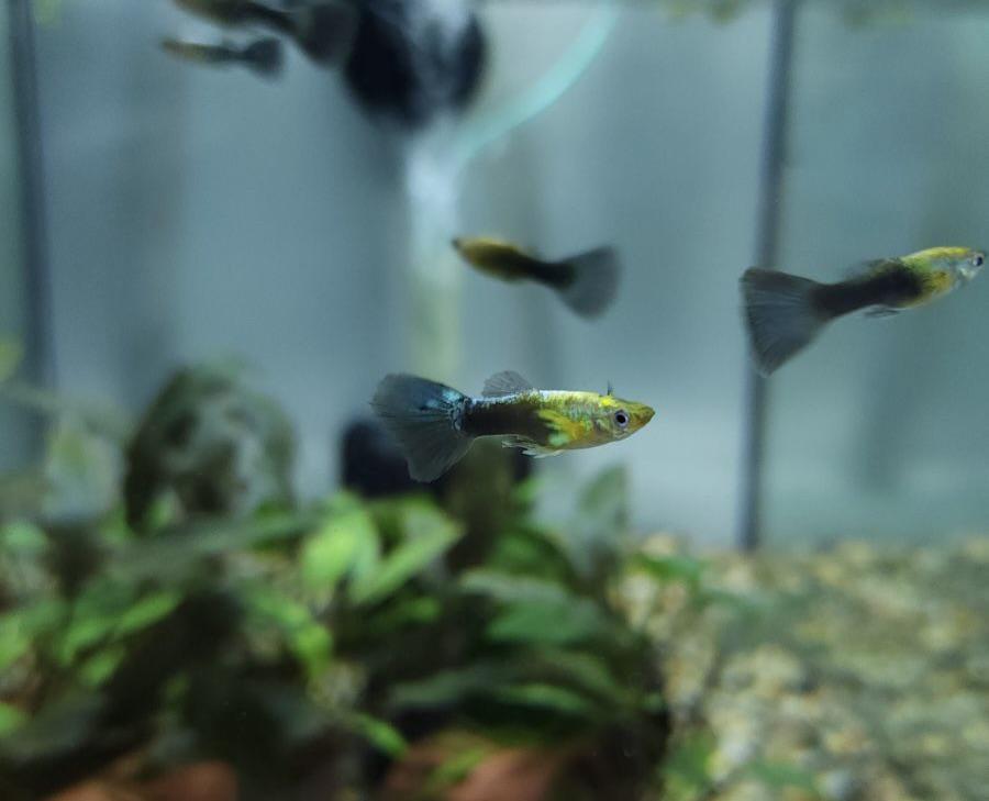 Guppy - Turquoise Males - Planted Aquaria