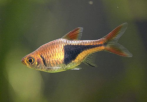 Harlequin Rasbora - Planted Aquaria