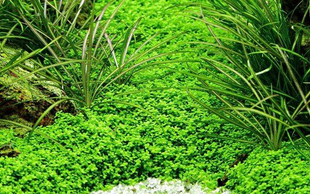 Hemianthus callitrichoides 'Cuba' - Tropica TC - Planted Aquaria