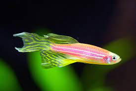 Hi Fin Danios - Assorted - Planted Aquaria