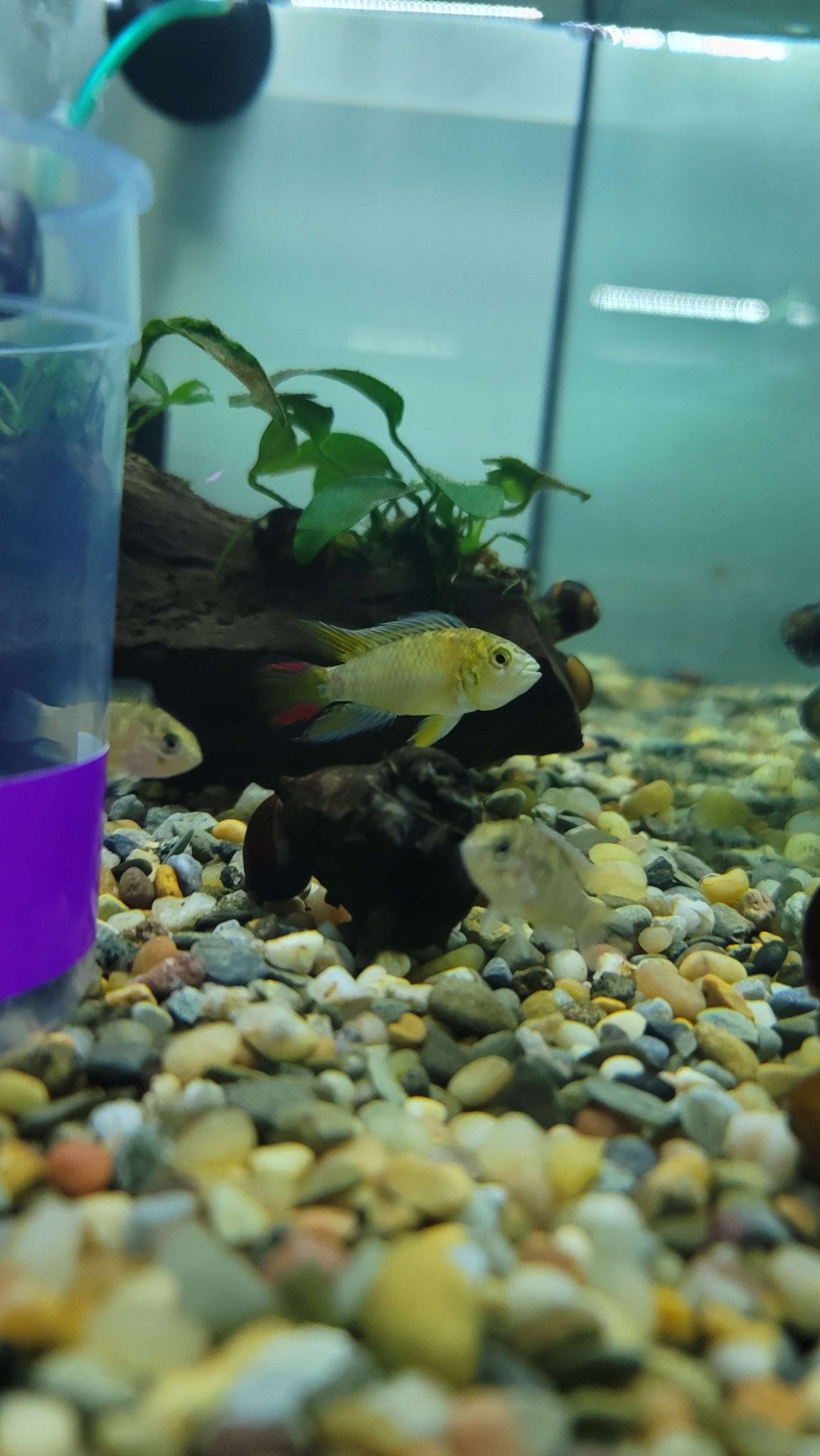 Hoignei Dwarf Cichlid - Planted Aquaria