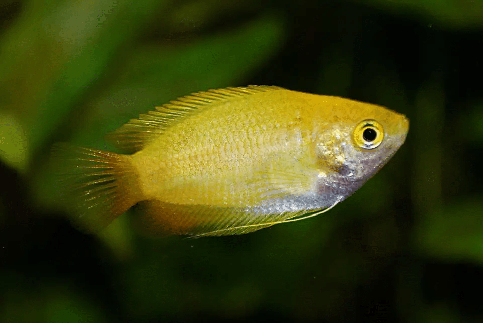 Honey Gourami - Planted Aquaria