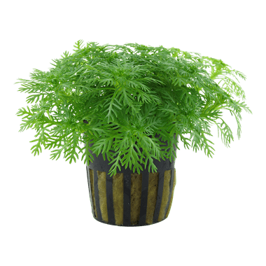 Hottonia palustris - Potted - Planted Aquaria