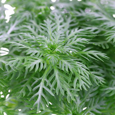 Hottonia palustris - Potted - Planted Aquaria