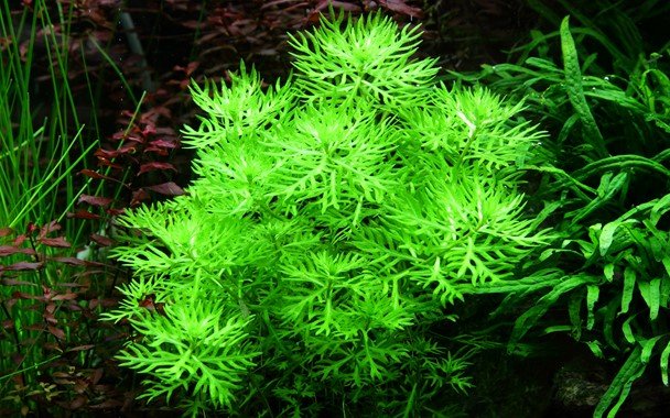 Hottonia palustris - Potted - Planted Aquaria