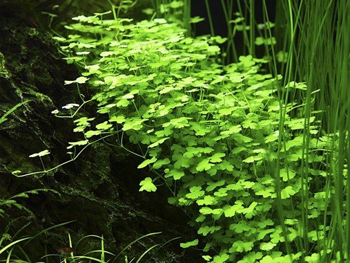 Hydrocotyle tripartita - Potted - Planted Aquaria