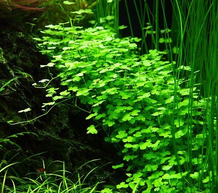 Hydrocotyle tripartita - Tropica TC - Planted Aquaria