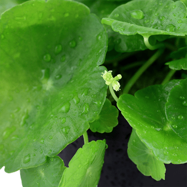 Hydrocotyle verticillata - Potted - Planted Aquaria
