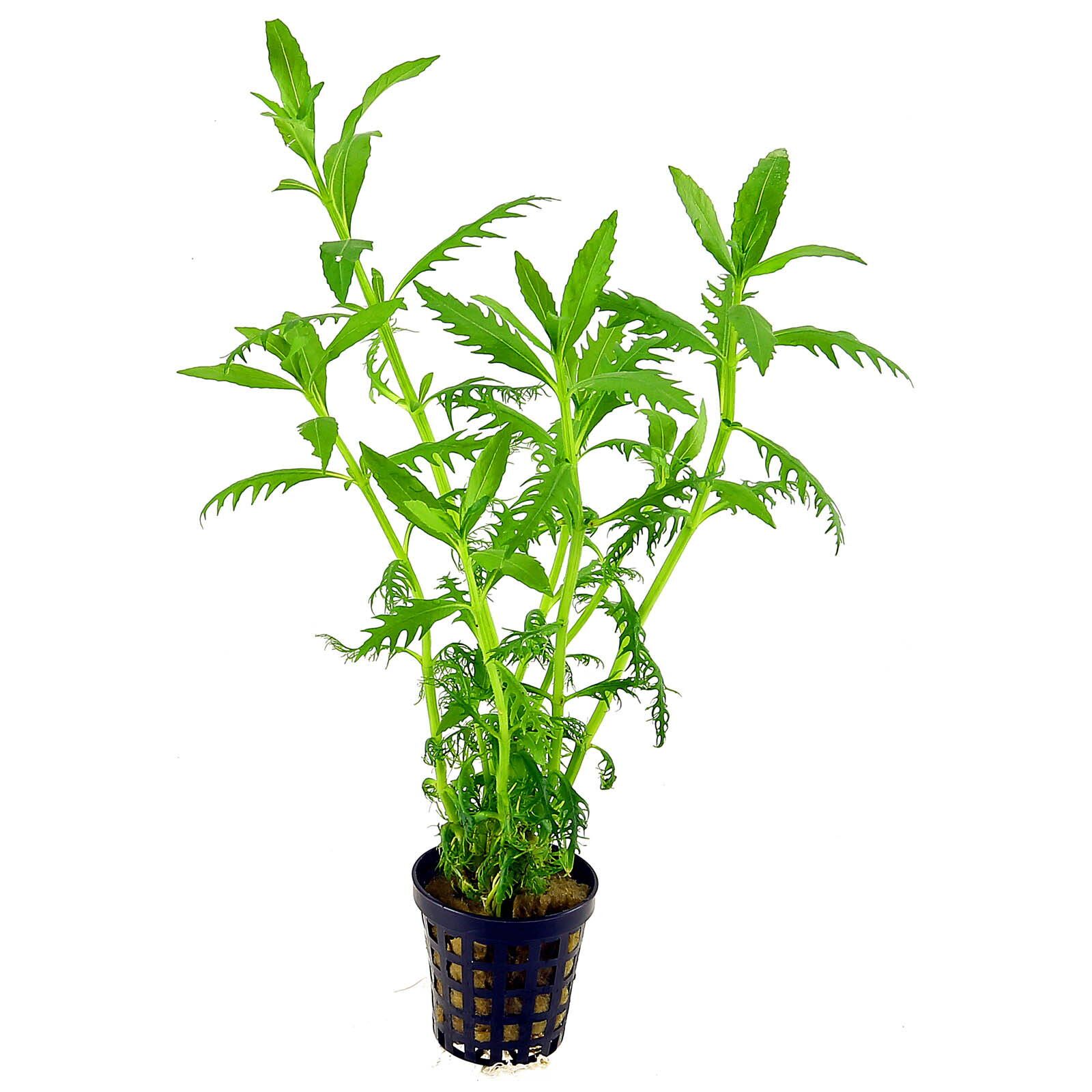 Hygrophila Balsamica - Potted - Planted Aquaria