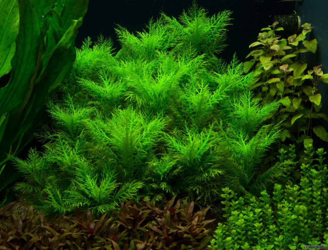 Hygrophila Balsamica - Potted - Planted Aquaria