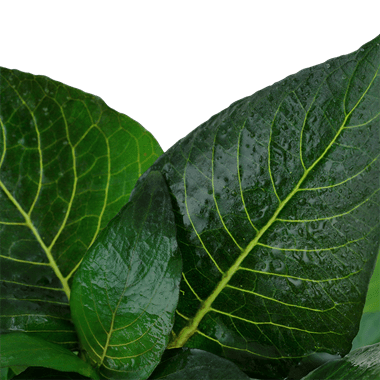 Hygrophila corymbosa 'Compact' - Potted - Planted Aquaria