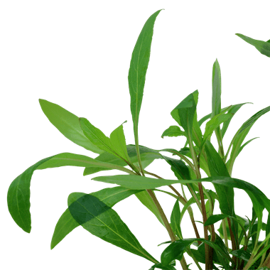 Hygrophila corymbosa 'Siamensis 53B' - Potted - Planted Aquaria
