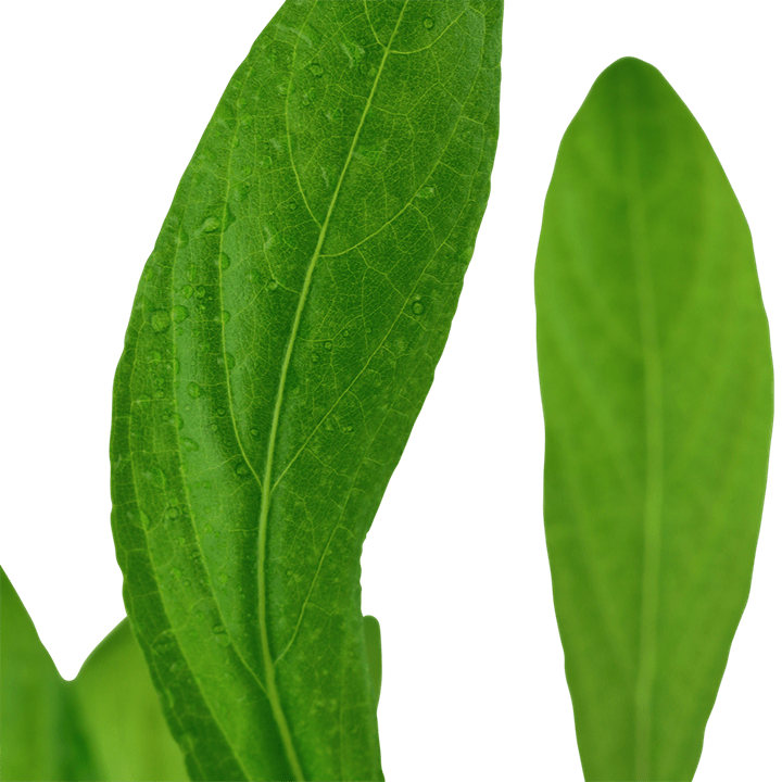 Hygrophila costata - Potted - Planted Aquaria