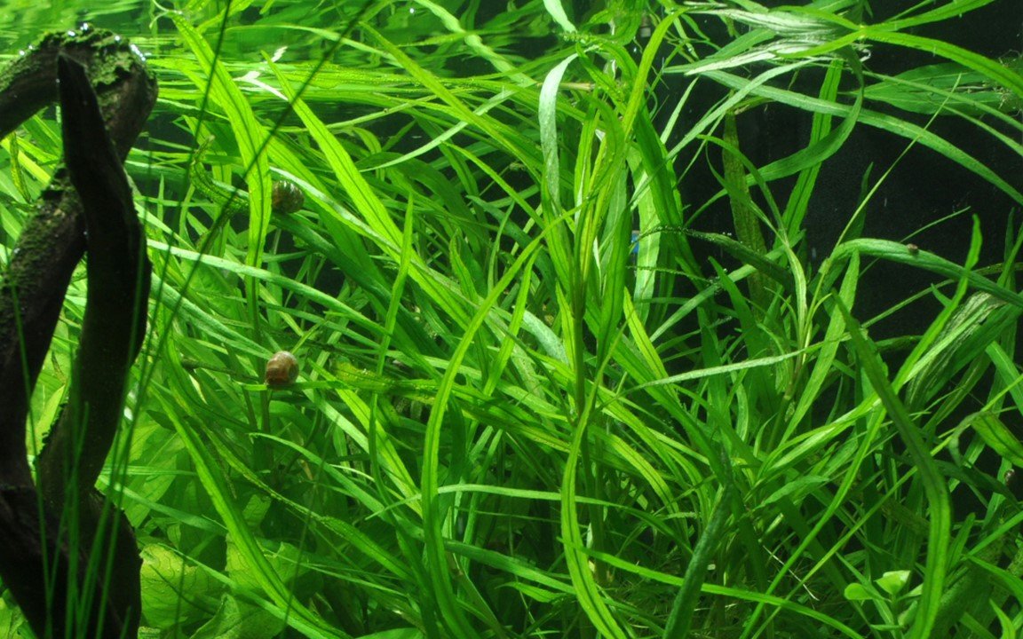 Hygrophila costata - Potted - Planted Aquaria