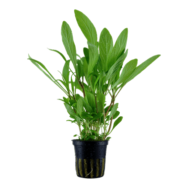 Hygrophila costata - Potted - Planted Aquaria