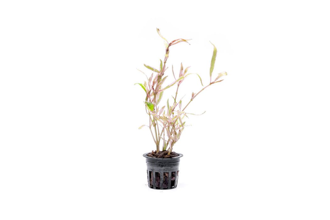 Hygrophila Lancea Araguaia 'Pink Lady' - Potted - Planted Aquaria