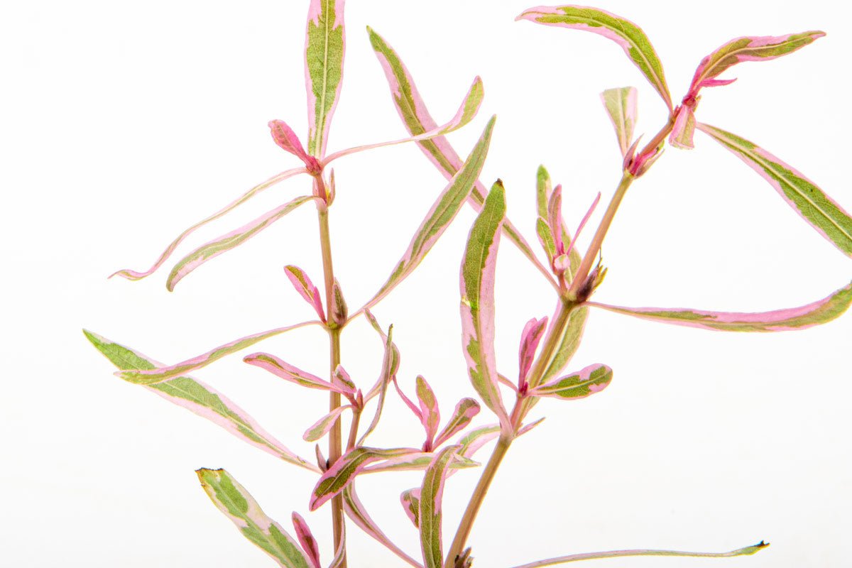 Hygrophila Lancea Araguaia 'Pink Lady' - Potted - Planted Aquaria