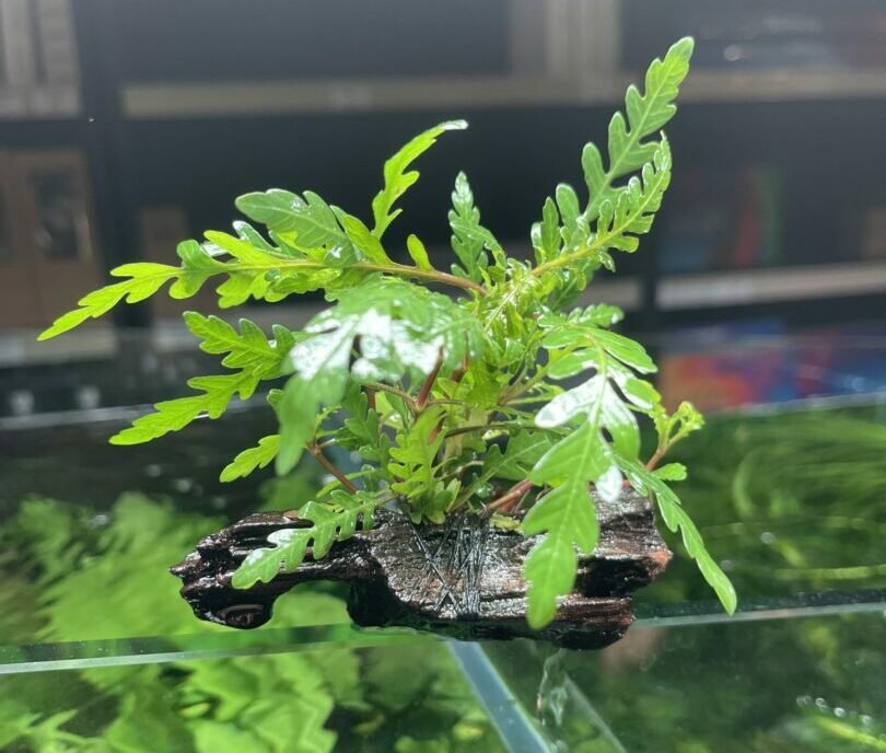 Hygrophila pinnatifida on 10cm Driftwood - Planted Aquaria
