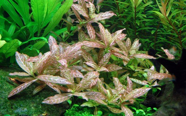 Hygrophila polysperma 'Rosanervig' - Potted - Planted Aquaria