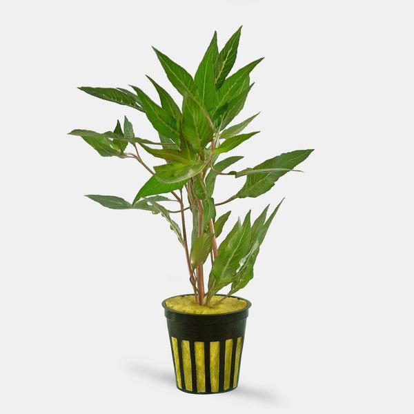 Hygrophila salicifolia rubra - Potted - Planted Aquaria