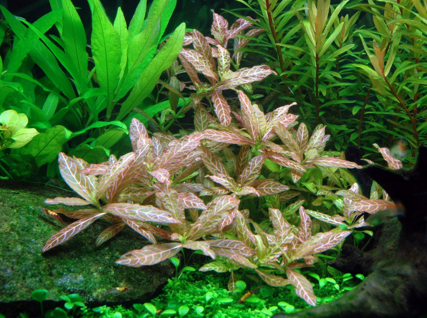 Hygrophila Sunset - Potted - Planted Aquaria